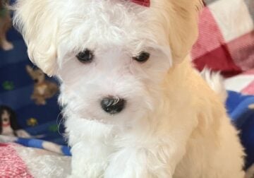 Beautiful Maltipoo Available December 3, 2023