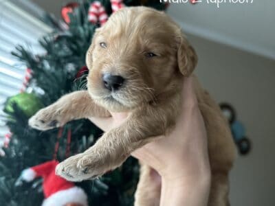 Goldendoodle Puppies (Ready for Christmas!!)