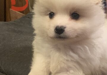 Pomeranian Puppies looking for their forever homes