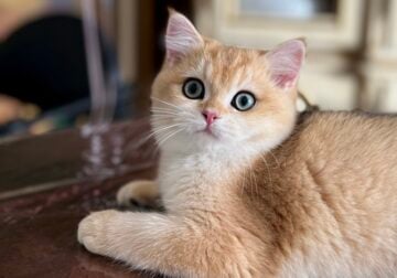Byron Golden British shorthair kitten TICA