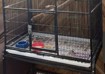 4 Parakeets and a huge black cage and toys
