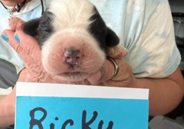 Ricky (Registered Saint Bernard Puppy)