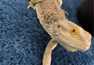 Need to Re-Home our sweet Bearded Dragon