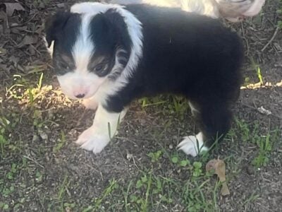 Female Large Toy/Small Mini Aussie Puppies