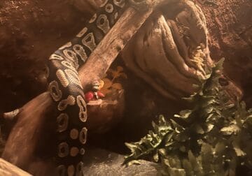 2 year old female ball python