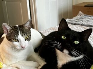 2 Sweet bonded cats