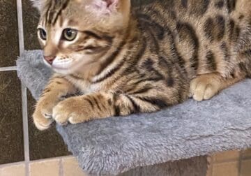 Gorgeous Male Bengal Kitten!