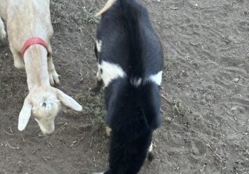 Two Norwegian pygmy goats