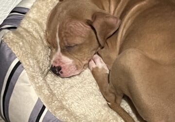 9 week old American Pitbull puppy(female