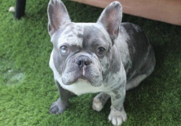 Frenchi Merle needs a home