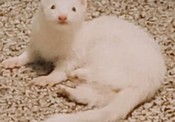 White ferret