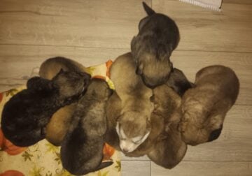Large Breed Alaskan Malamute puppies for sale