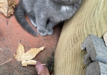 Gray Kittens