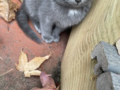 Gray Kittens