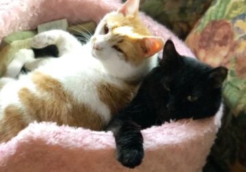 Two Bonded Adult Male Cats Available for Adoption