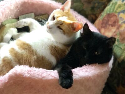 Two Bonded Adult Male Cats Available for Adoption