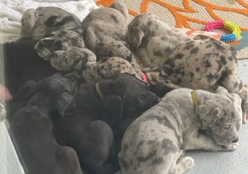 Great Dane Puppies Available