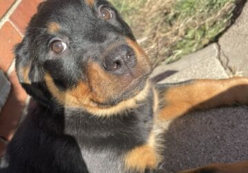 Rottweiler Puppies looking for a home