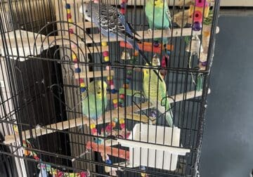 Parakeets Birds