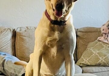 3 Year Old AKC Registered Yellow Labrador