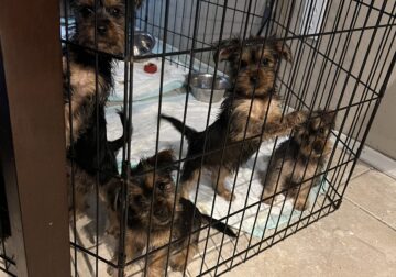 7 yorkie puppies available