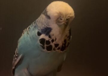 Muffin the English Budgie