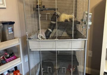 Rehoming Ferret’s $800 including cage