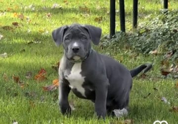 XXL American Bully Puppies for sale
