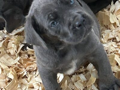 Registered Cane Corso Puppies
