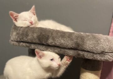 2 bonded male kittens in need of home