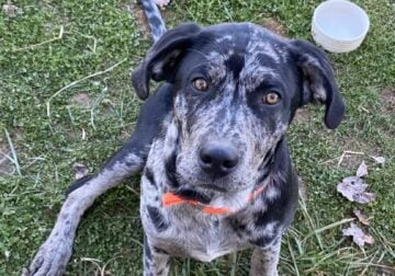 Rehoming Lab Catahoula Mix