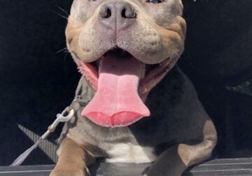 Finding Home for American Bully