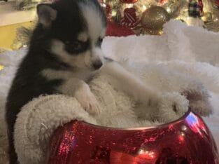 Pomsky Puppies for Christmas