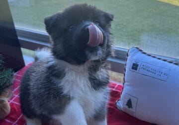 Akita Puppies for sale
