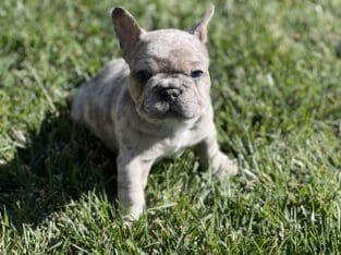 Desirable Lilac Merle Frenchie – AKC Male