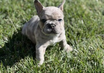 Desirable Lilac Merle Frenchie – AKC Male