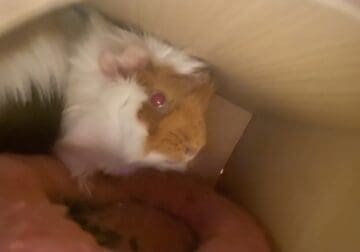 3 Female Guinea Pigs under 1 Year + big cage
