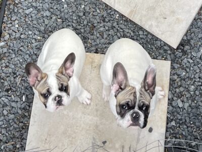 Frenchie Puppies for sale