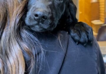 Labrador Retriever Pups for sale
