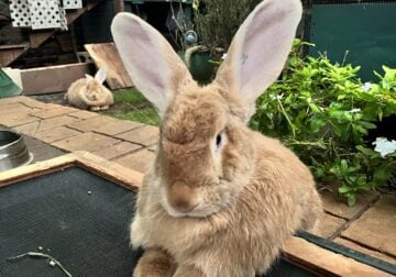 **Bonded Pair of Flemish Giant Bunnies**
