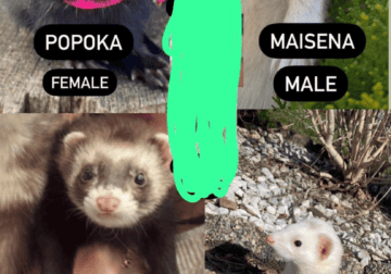 4 ferrets for sale