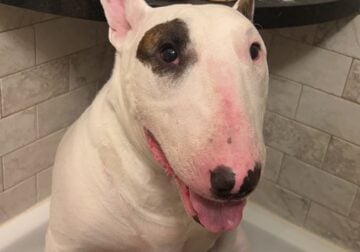 Bull terrier looking for new home. Free