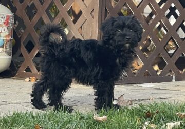 Yorkipoo Puppy for sale