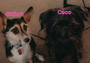 Shiloh & Coco