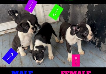 Frenchton Puppies $125