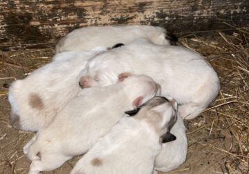 CKC Great Pyrenees puppies