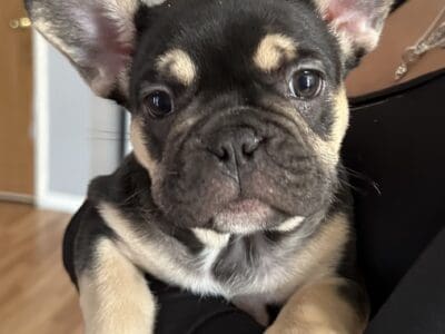 Beautiful little frenchies ready for a good home