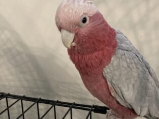 Seeking an older cockatoo