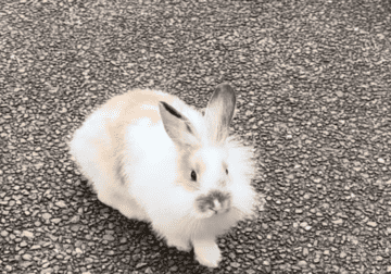 Sweet Rabbit- Charlotte