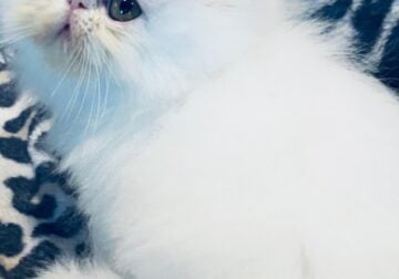 Purebred White Persian Kitten